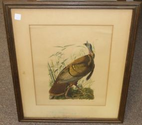 Audubon Print of Wild Turkey