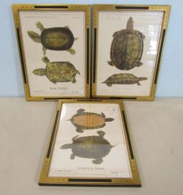 Three Gold and Black Framed Tortoise Prints
