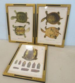 Three Gold and Black Framed Tortoise Prints