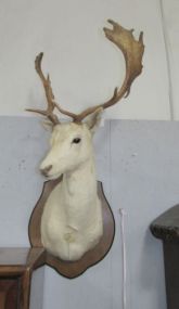 Vintage Fallow Deer Mount