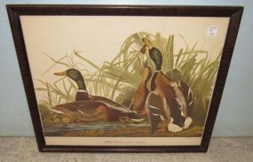 Mallard Duck Audubon Print