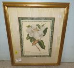 Framed Magnolia Print