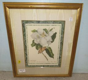 Framed Magnolia Print