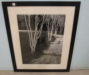 Framed Matted Print of Trees