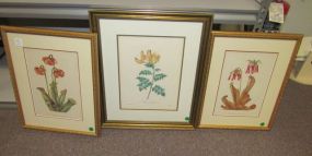 Three Framed Floral Prints