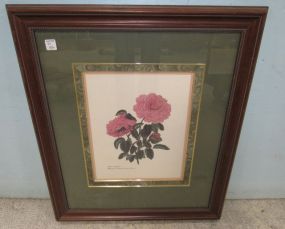 Rosa Centifolia Framed Print