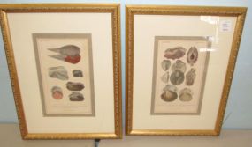 Pair of Framed Animal Kingdom Mollusca Prints