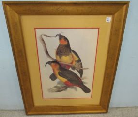 Nestor Productus Hand Colored Lithograph