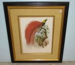 Paradisea Raggiana Colored Lithograph