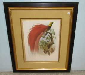 Paradisea Raggiana Colored Lithograph