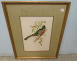 Trogon Ambiguus Lithograph