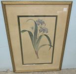 Iris Fimbriata Print