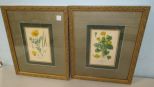 Marsh Marigold and Californian Poppy Lithographs