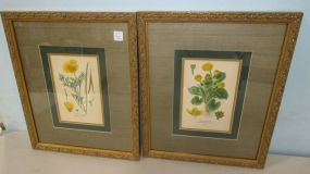 Marsh Marigold and Californian Poppy Lithographs