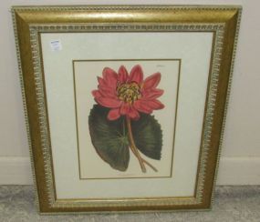 Water Lily Lithograph