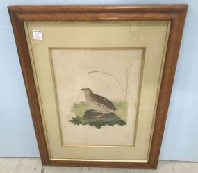 LaCaille Male Vintage Audubon