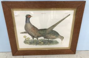 Pheasants M & F Audubon