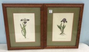 Two Framed Botanical Prints