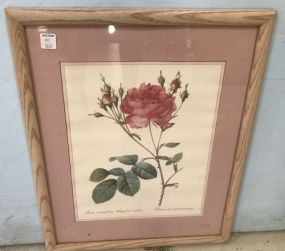 Rosa Centifolia Anglica Rubra Print
