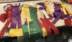Collection of 50 Vintage Horse Ribbons
