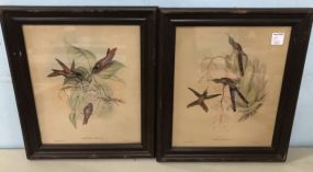 Two Audubon Bird Bontanicals Prints