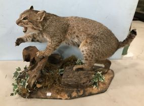 Bobcat Taxidermy Mount