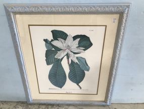 Magnolia 62 Print