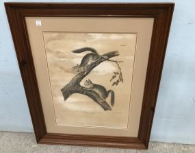 Downy Squirrel Lithograph Plate XXV