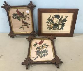 Three Bird Framed Prints