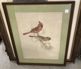 Eastern Cardinal Litho