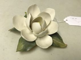 Golden Crown E&R Magnolia Bloom