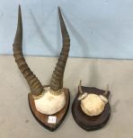 Bush Buck Horn Mount and Small Horn Mount