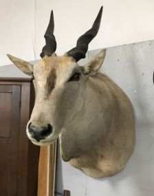 Large African Eland Mount