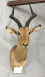 African Impala Mount