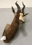 Blesbok Shoulder Mount