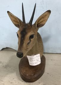 Small Brown Bush Buck Mount