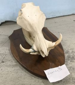 Skull Mounted Warthog
