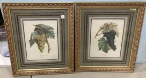 Pair of Botanical Prints