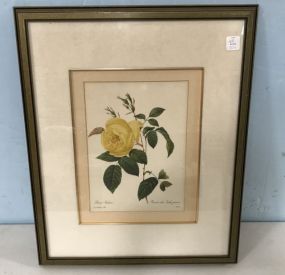 Framed Plate Engraving of a Yellow Rose