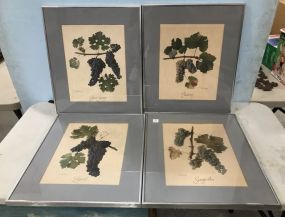 Set of Four Framed Prints of Winery Grapes