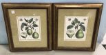 Du Hamel French Fruit Prints