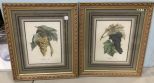 Pair of Botanical Prints