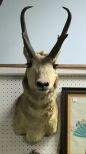 Vintage Pronghorn Shoulder Mount