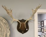 Fallow Deer Antler Mount