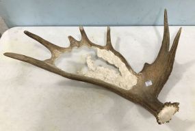 Moose Antler Carved Art