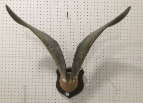 Vintage Goat Horns