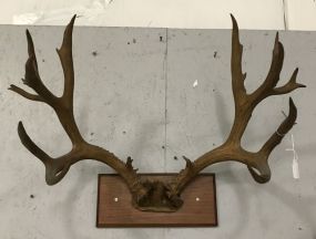 Vintage Mule Deer Antler Mount