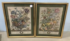 Two Framed Botanical Prints 