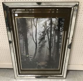 Mirror Framed Morning Light In Woods