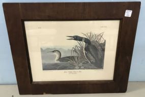 Great Northern Diver or Loon Vintage Lithograph